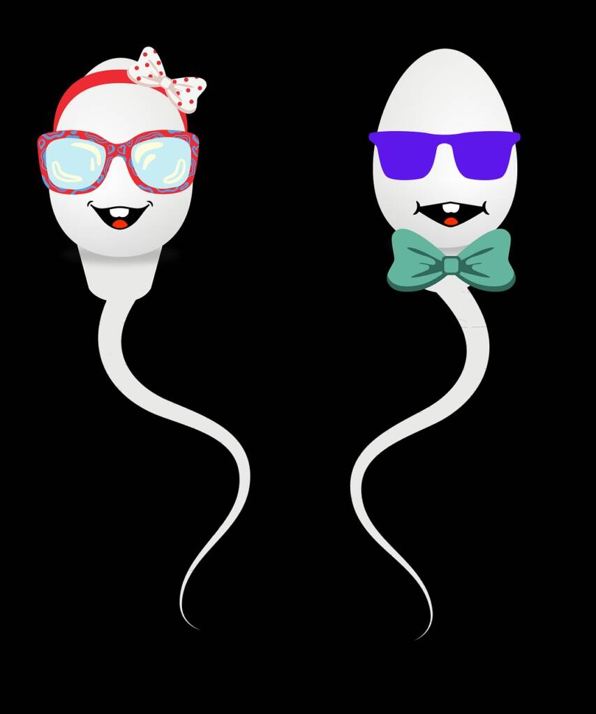 Desenho gráfico com representação de um espermatozoide feminino e outro masculino: vasectomia é um procedimento seguro e eficaz para a contracepção masculina