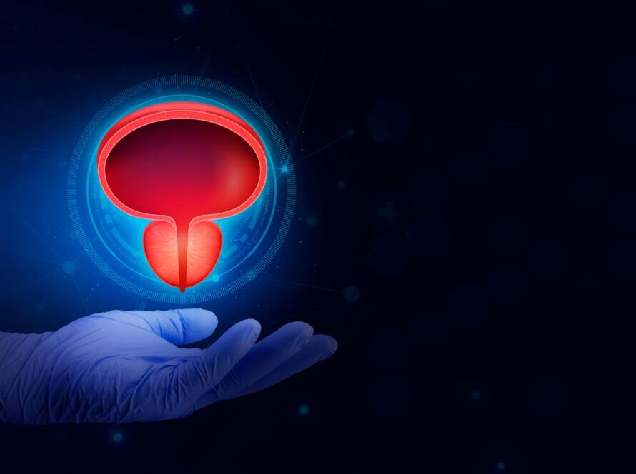 Imagem em 3D da próstata: descubra o que é a próstata, qual a sua função e como prevenir doenças como HPB e o câncer de próstata. Saiba quando procurar o urologista!