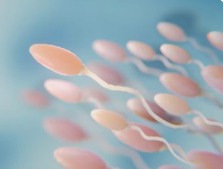 Imagem em 3D de espermatozóides: até o momento, não há evidências consistentes de que os agonistas de GLP-1 causem danos diretos à fertilidade masculina ou à qualidade do sêmen